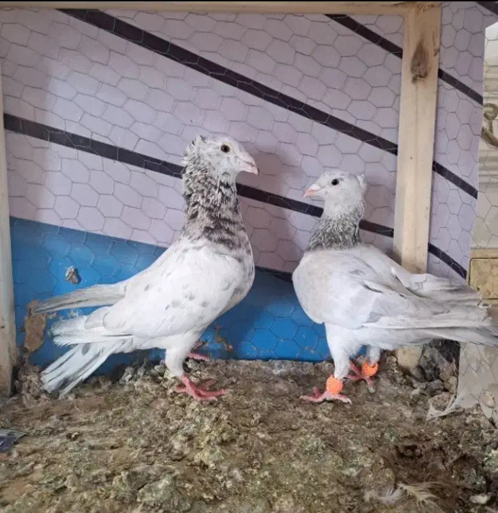 کبوتر|پرنده|شیروان (خراسان), |دیوار
