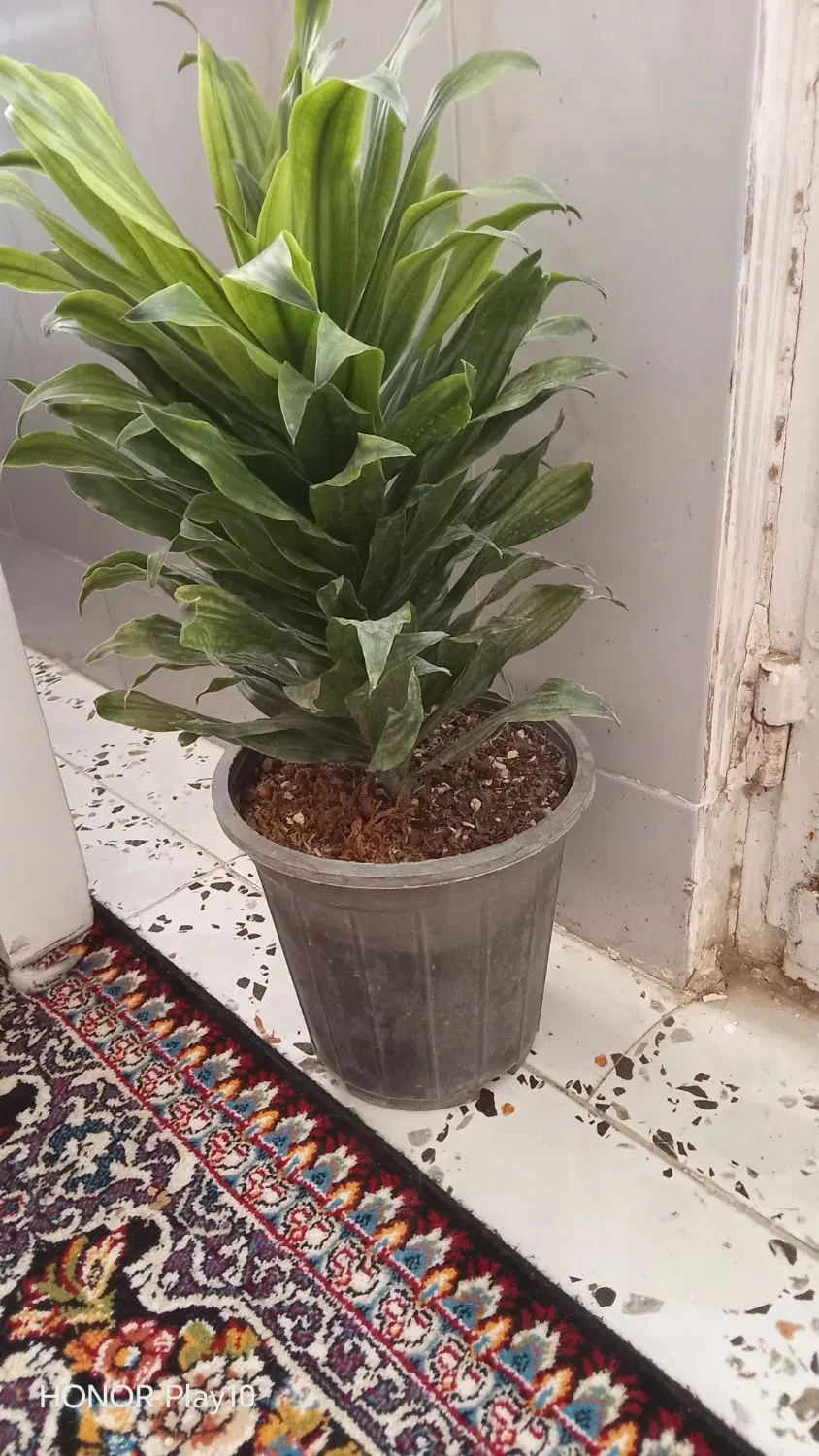 گل.|گل و گیاه طبیعی|نیشابور, رحمت آباد|دیوار