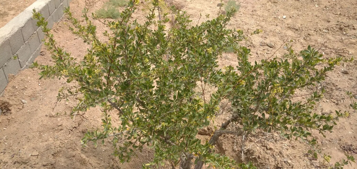 تصویر 7