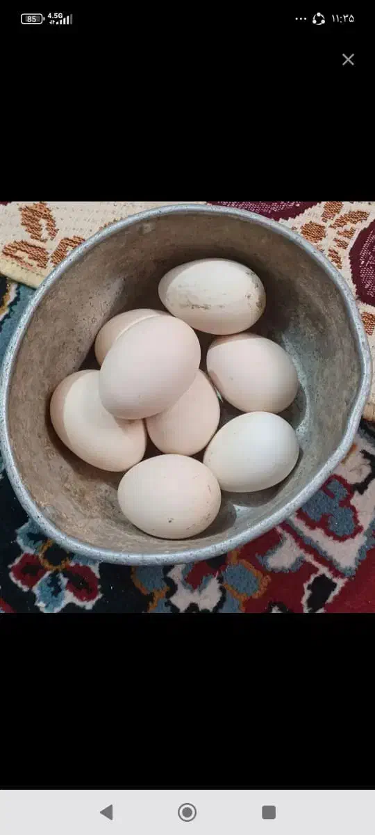 تخم مرغ|حیوانات مزرعه|بوشهر, |دیوار