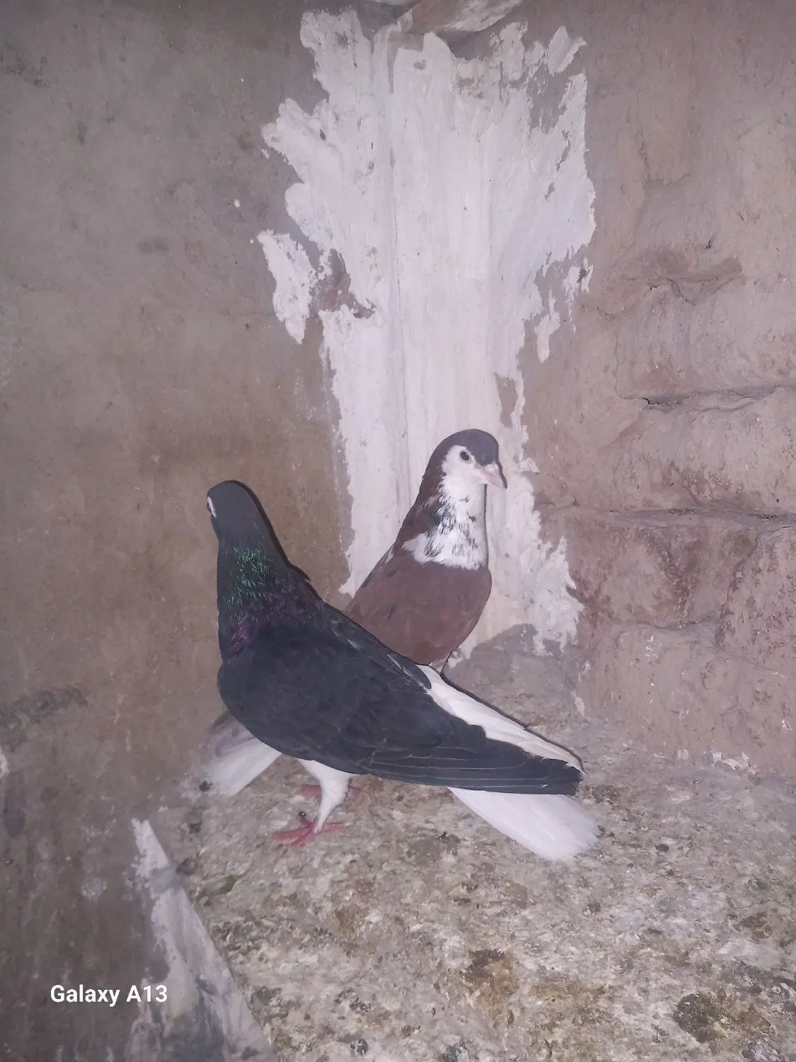 ی جفت|پرنده|شیروان (خراسان), |دیوار