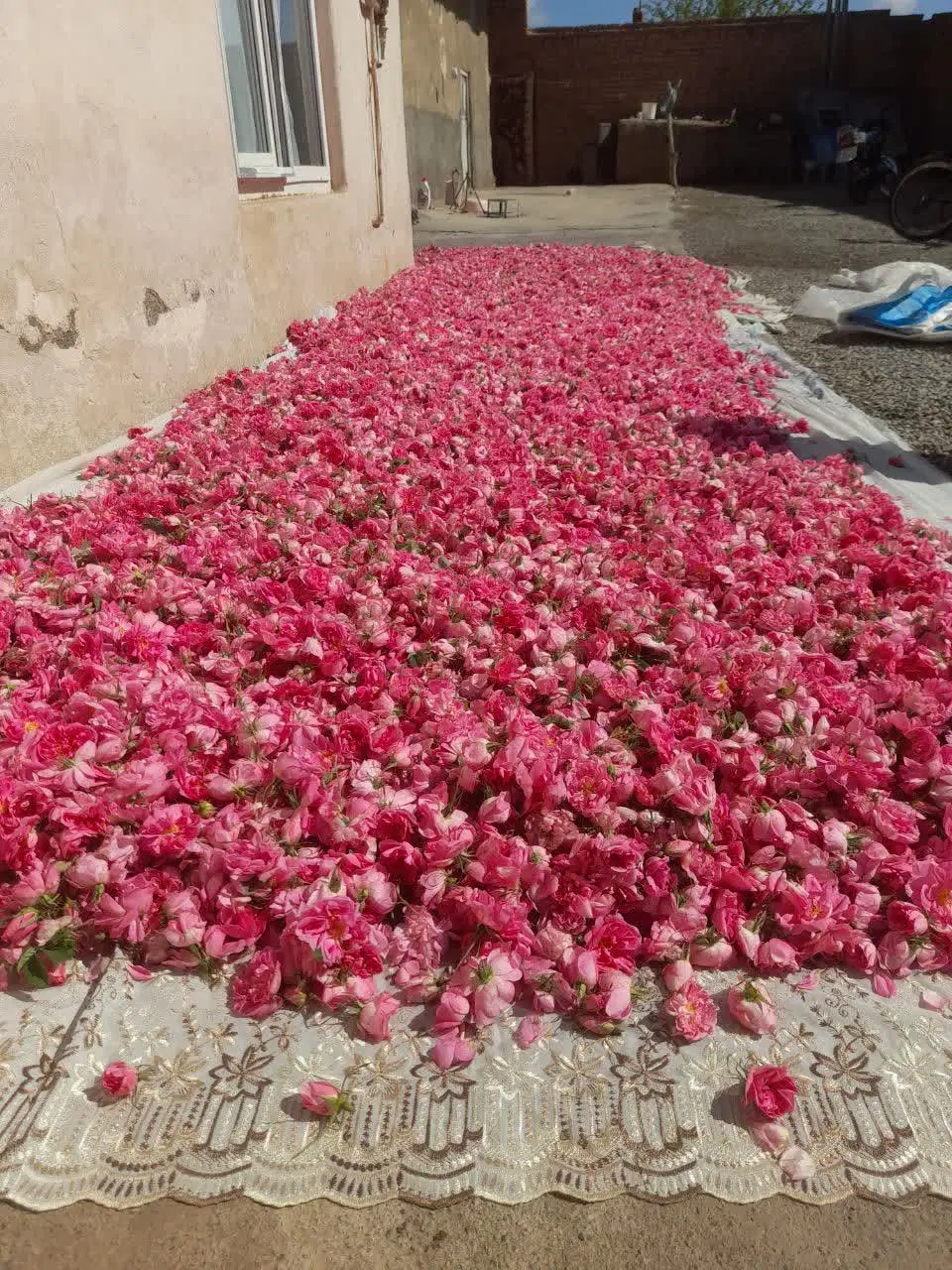 گل محمدی|خدمات باغبانی و درختکاری|شراء, |دیوار