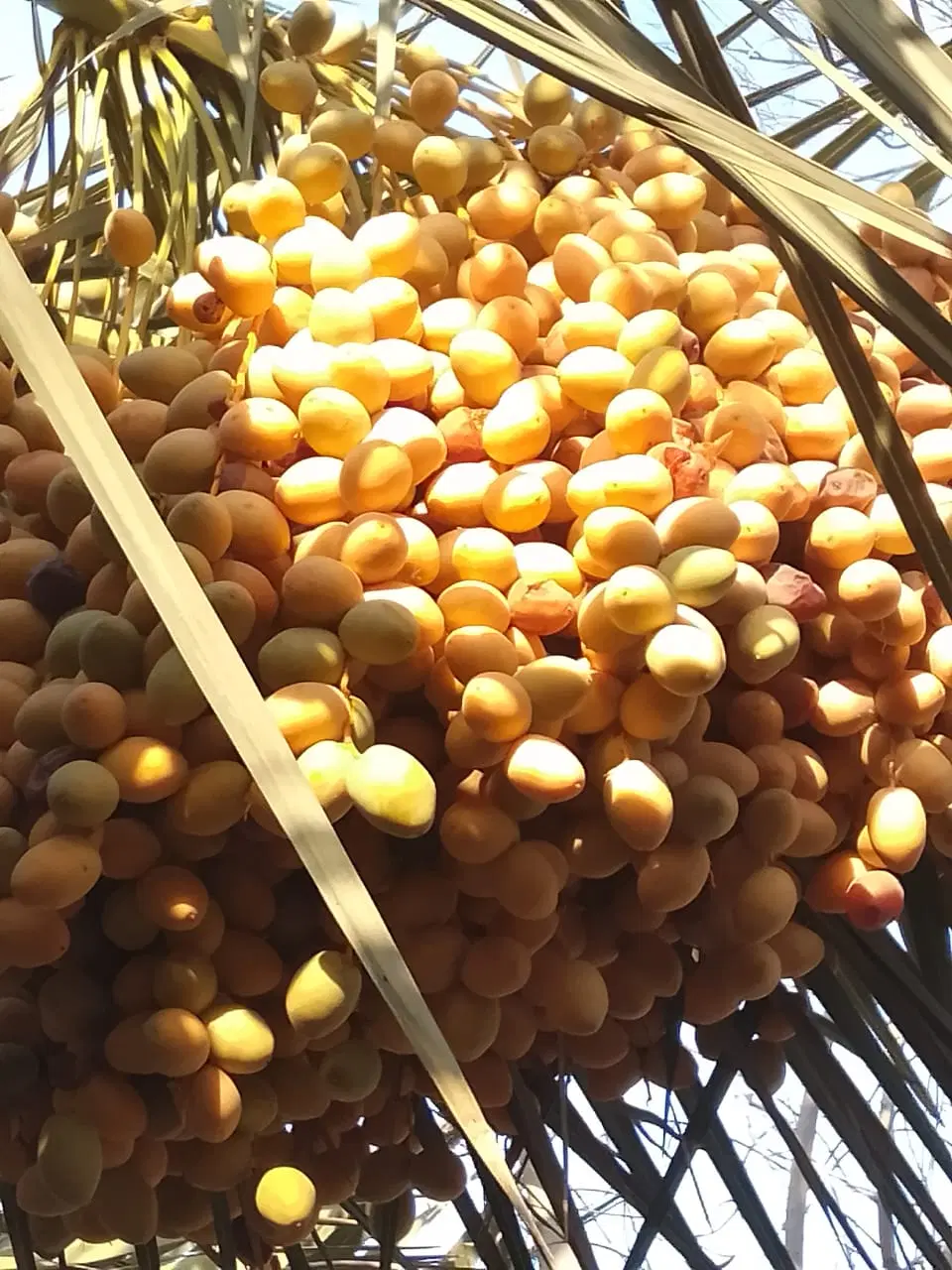 خارک|خوردنی و آشامیدنی|خرمشهر, |دیوار