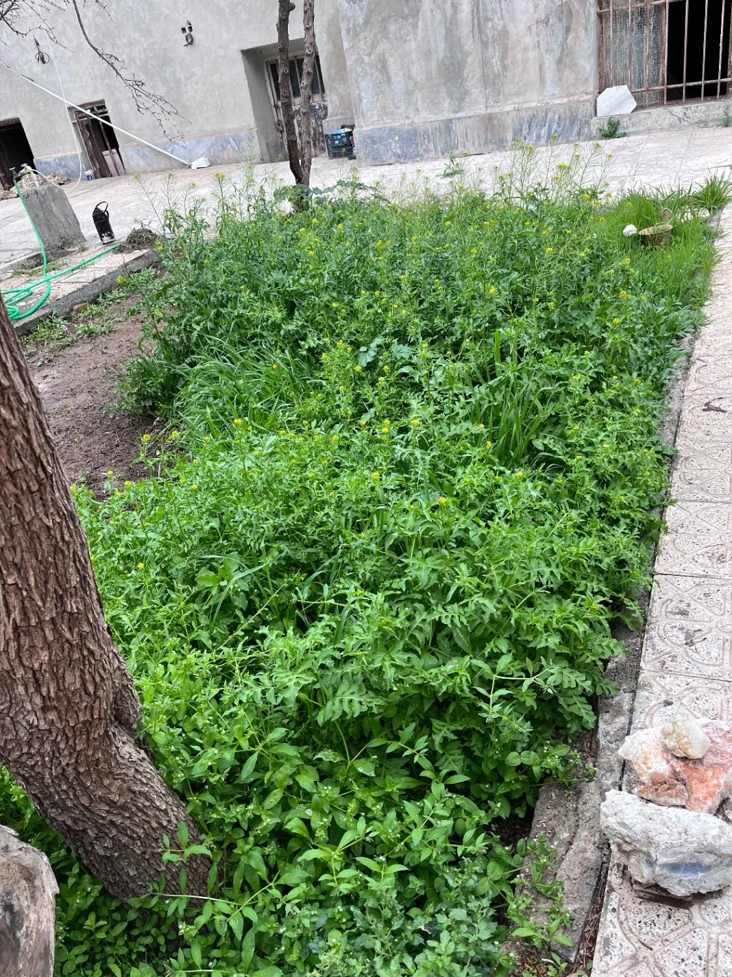 تصویر اصلی