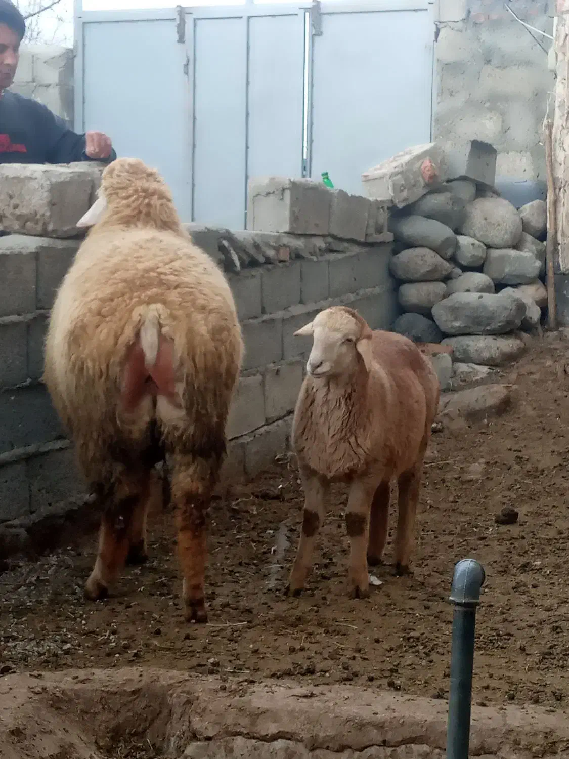 قوچ|حیوانات مزرعه|مشگین شهر, |دیوار