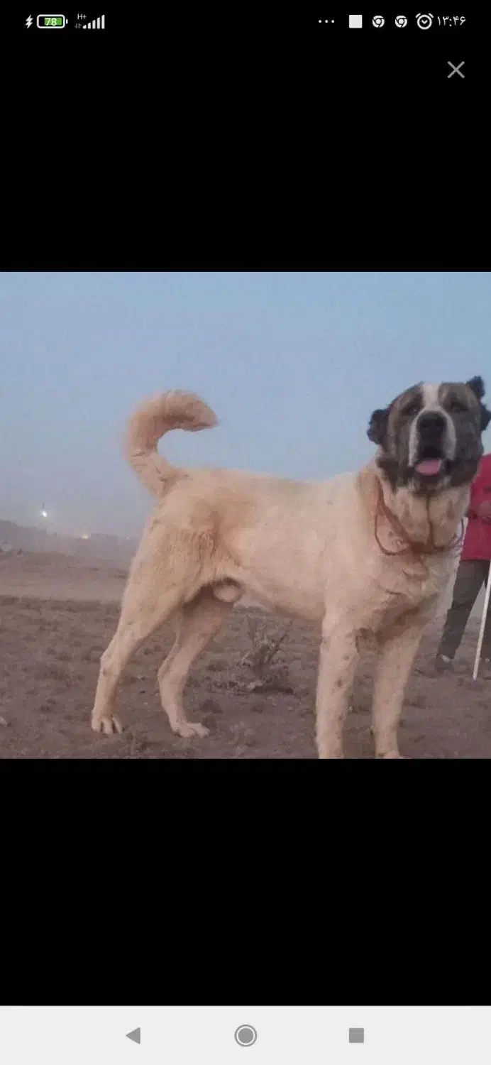 سگ افغان|سگ|همدان, |دیوار