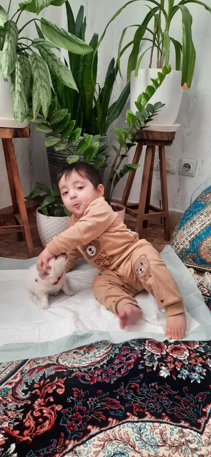 سگ خانگی|سگ|قم, بنیاد|دیوار