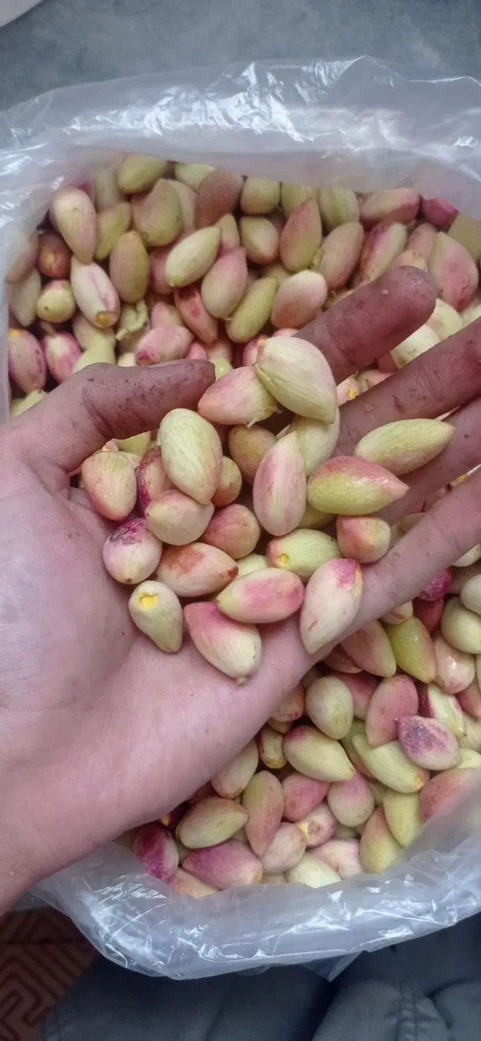 پسته تر|خوردنی و آشامیدنی|اردکان, |دیوار