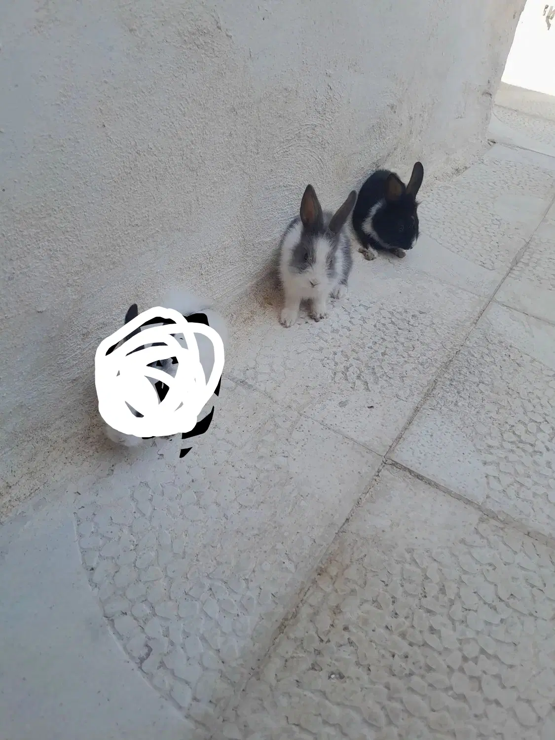 خرگوش|موش و خرگوش|سیرجان, |دیوار