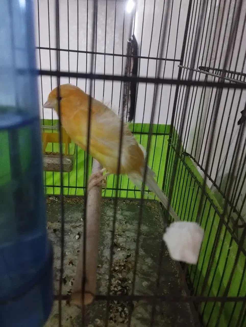 قناری ماده|حیوانات|قم, محمد آباد|دیوار