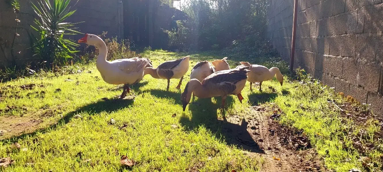 غاز دورگ|حیوانات مزرعه|رشت, جانبازان|دیوار