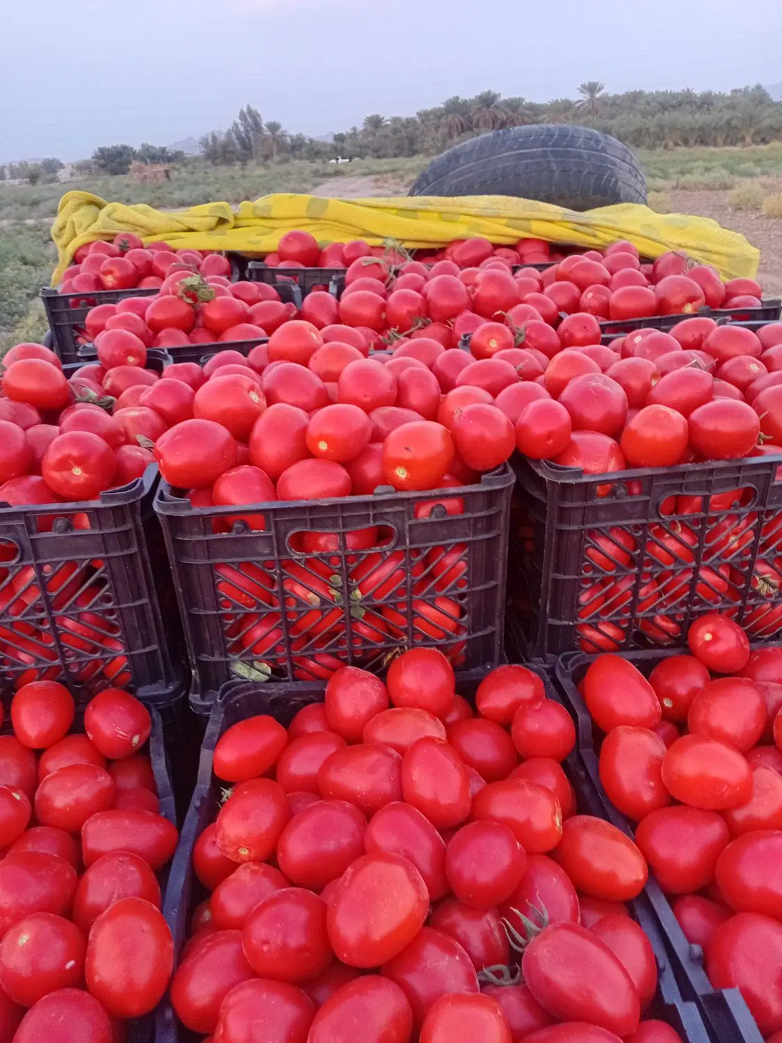 فوش گوجه|خوردنی و آشامیدنی|عنبرآباد, |دیوار