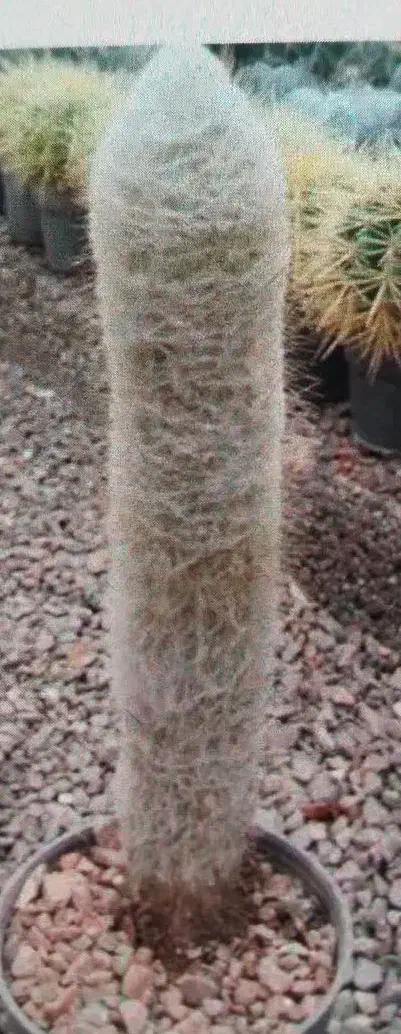 کاکتوس|گل و گیاه طبیعی|قم, صفائیه|دیوار