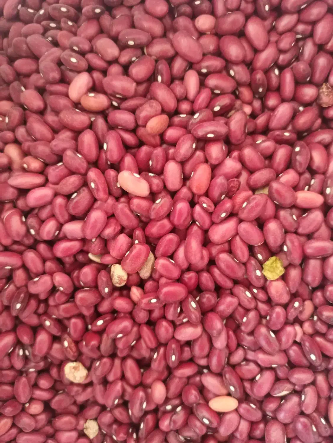 کالابرگ|خوردنی و آشامیدنی|مرودشت, ژیان|دیوار