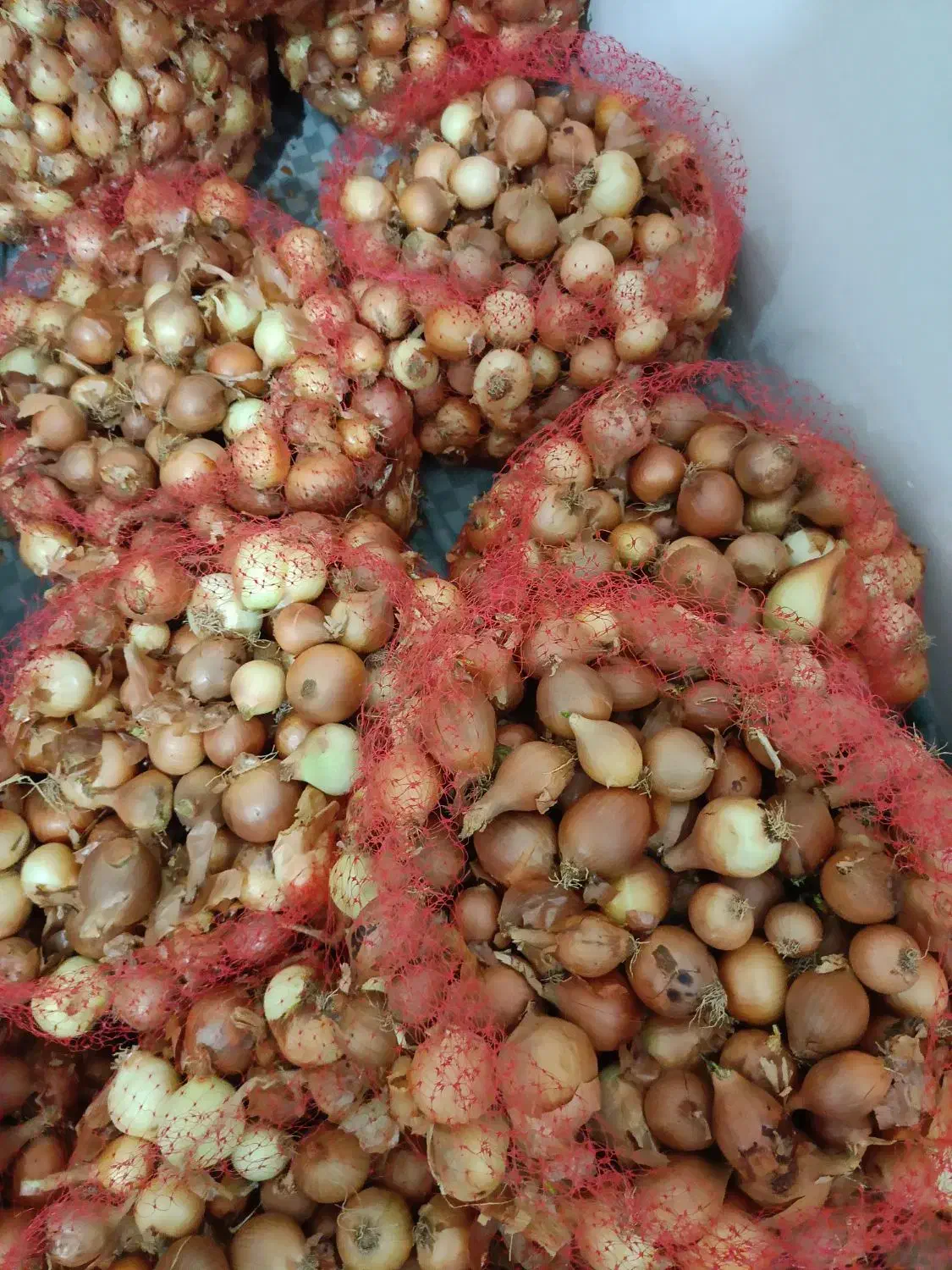 کیلو ۱۳|خوردنی و آشامیدنی|مشهد, نیزه|دیوار