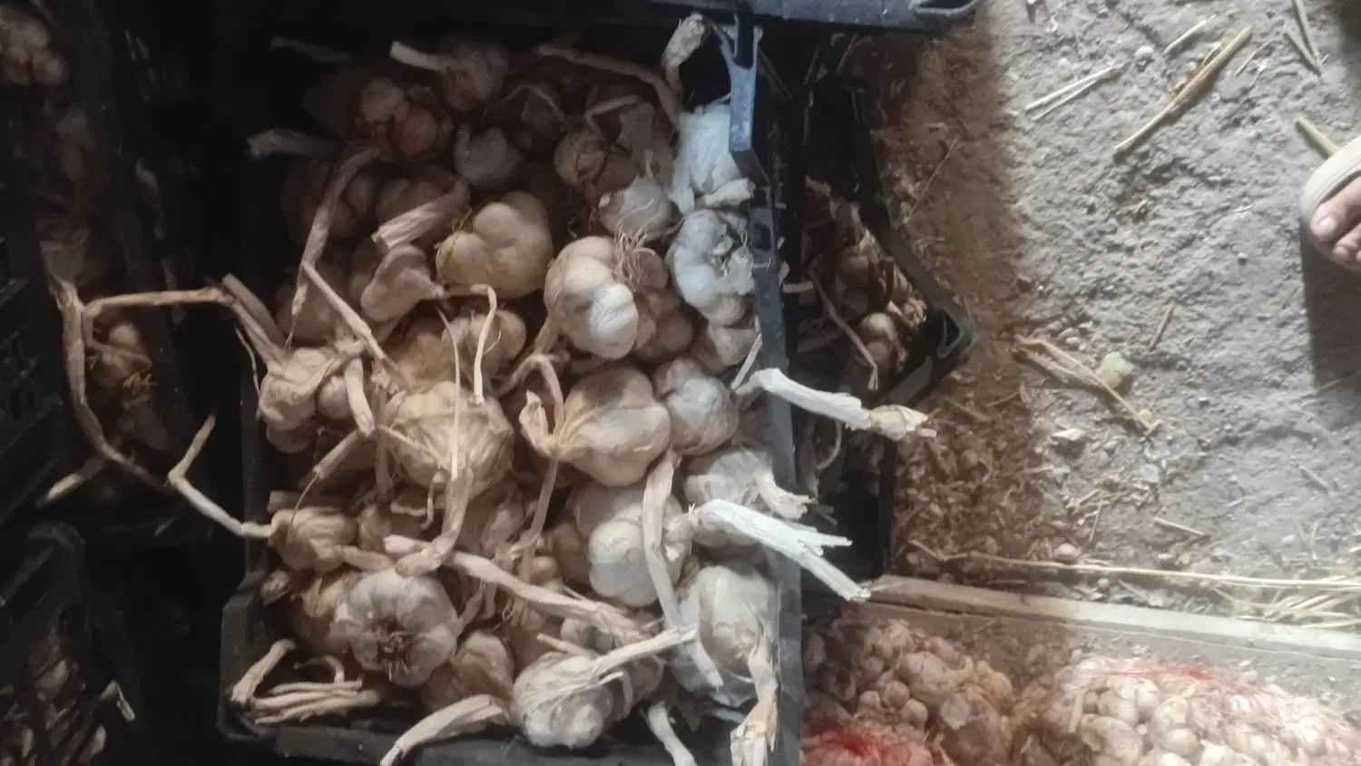 سیر خشک|خوردنی و آشامیدنی|الشتر, |دیوار