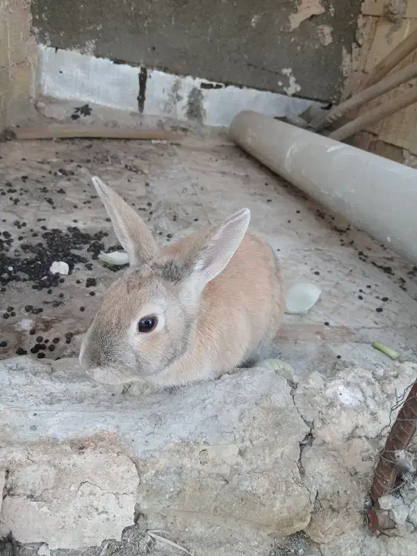 خرگوش|موش و خرگوش|یزد, |دیوار