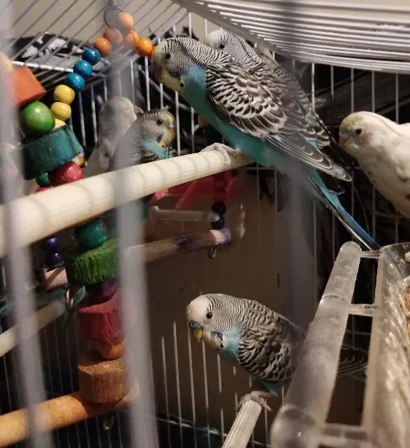 مرغ عشق|پرنده|تهران, زعفرانیه|دیوار