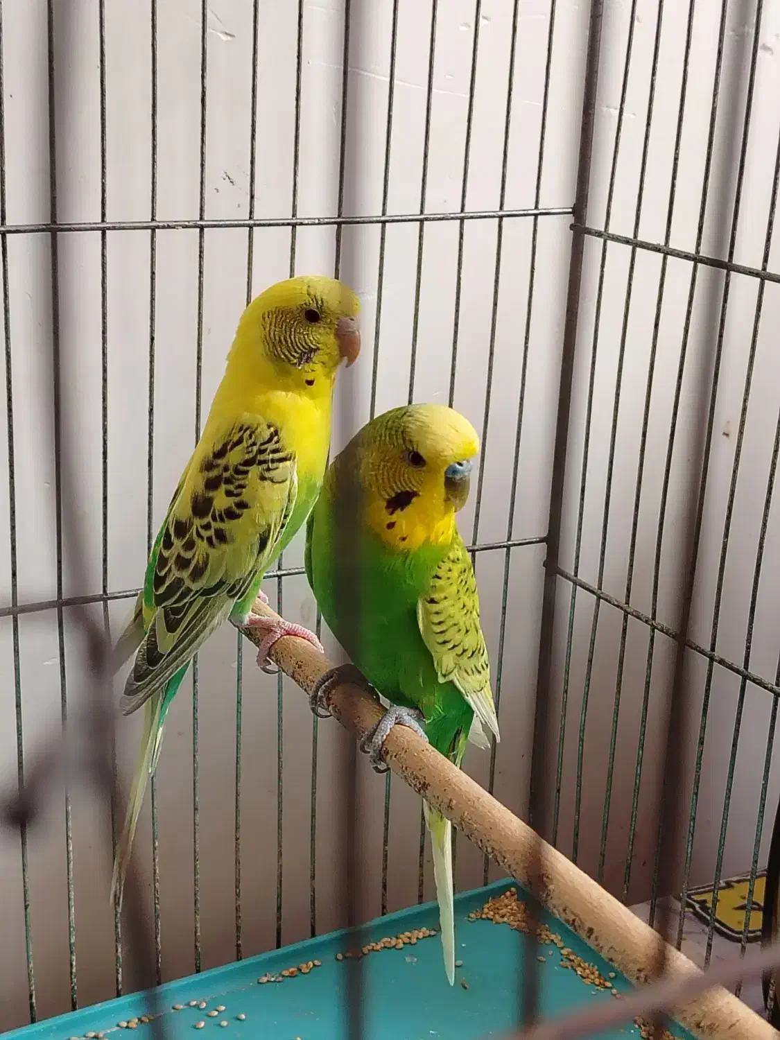 مرغ عشق|پرنده|آران و بیدگل, |دیوار