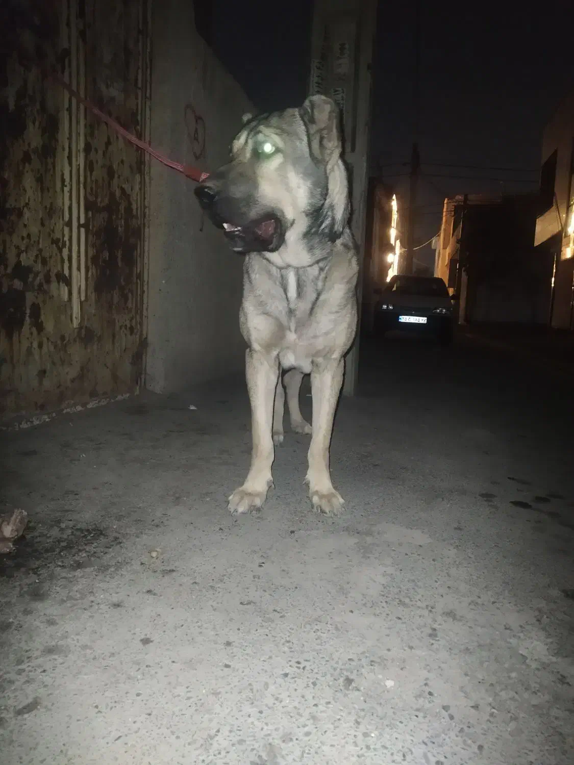 جفت یابی|سگ|ملارد, |دیوار