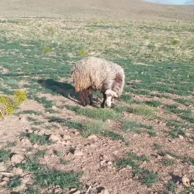 قوچ غزل|حیوانات مزرعه|محلات, |دیوار