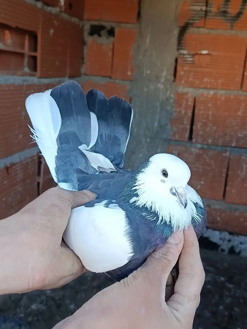 کفتر پرشی|پرنده|ساری, |دیوار