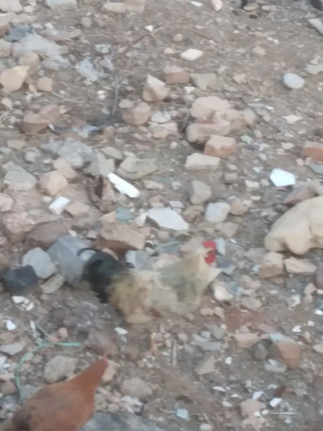 خروس محلی|حیوانات مزرعه|اسفراین, |دیوار