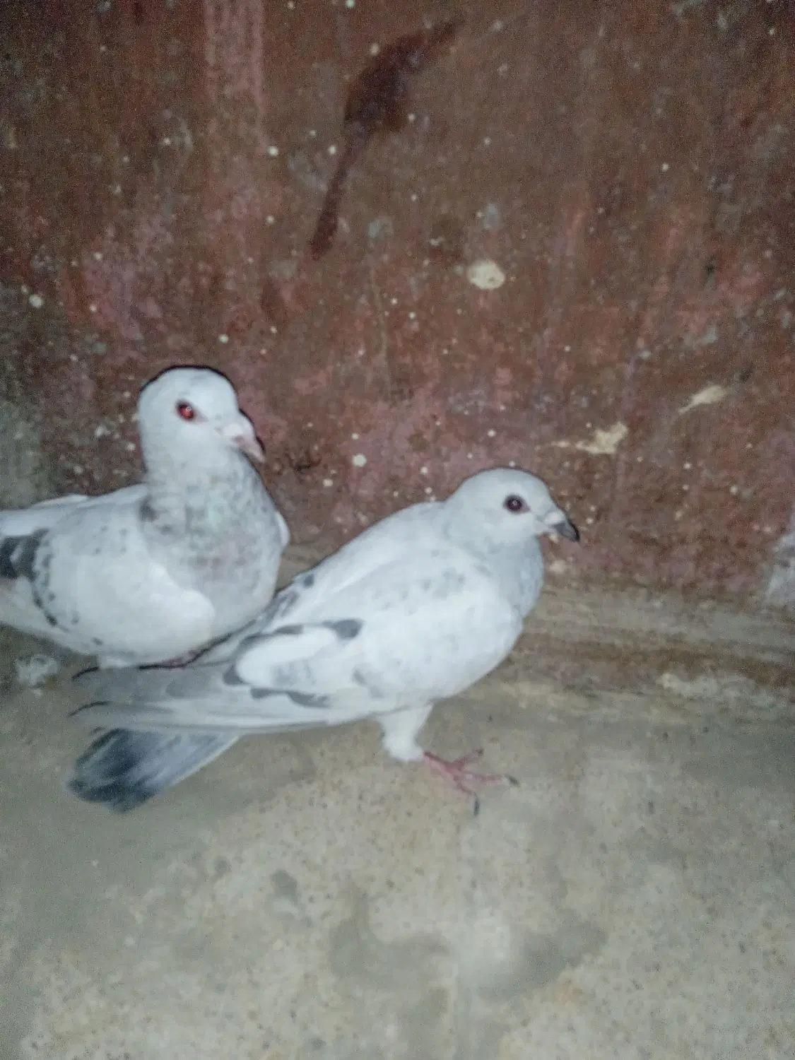 زهک|پرنده|زهک, |دیوار