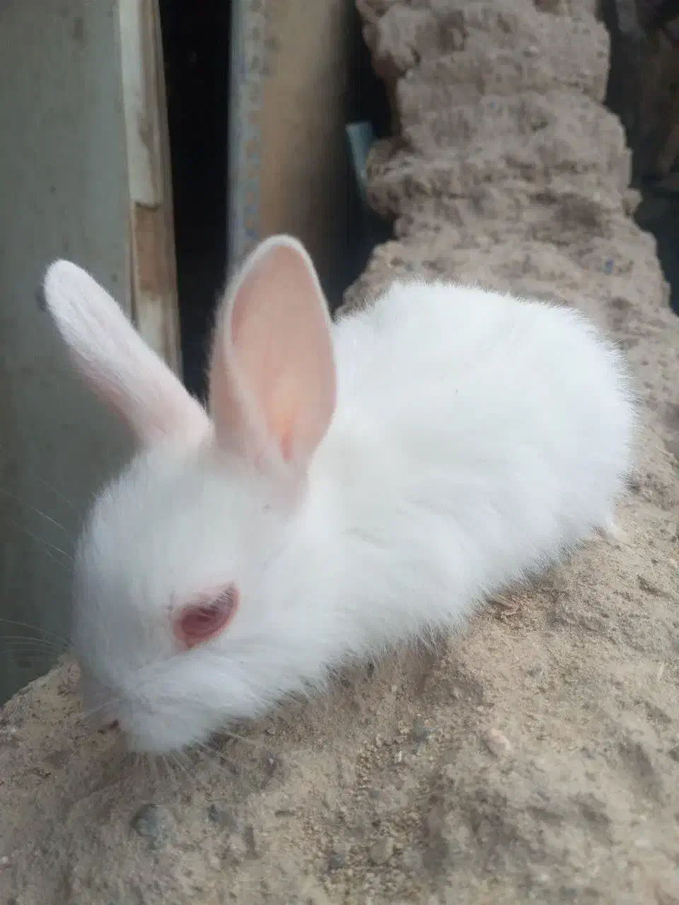 بچه خرگوش|موش و خرگوش|یزد, |دیوار