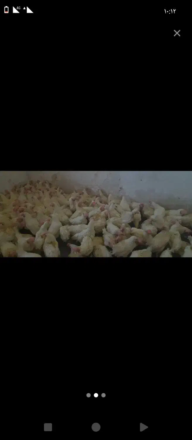 مرغ اسپید|حیوانات مزرعه|اهواز, حصیرآباد|دیوار