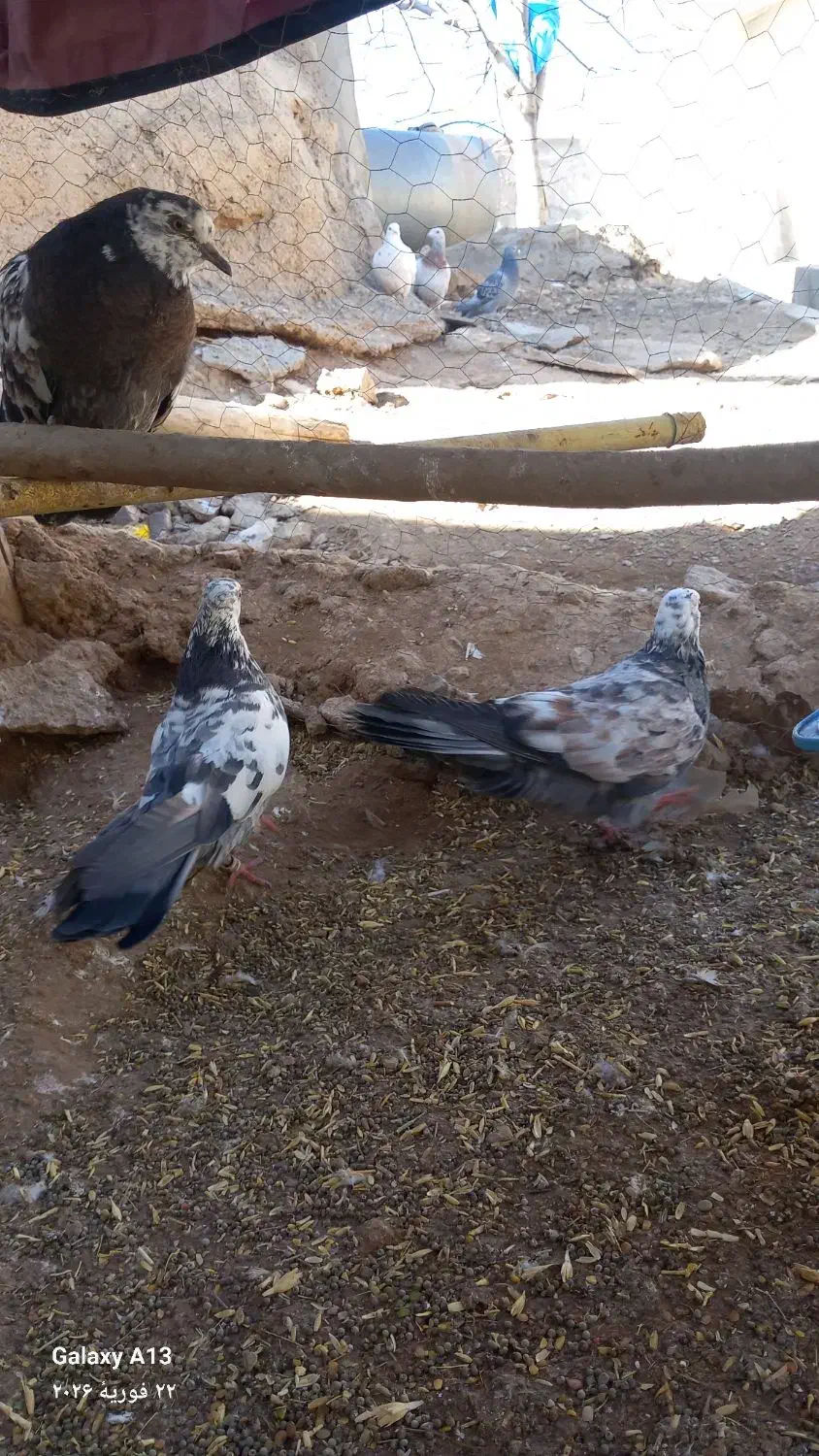 کفتر|پرنده|بزینه رود, |دیوار