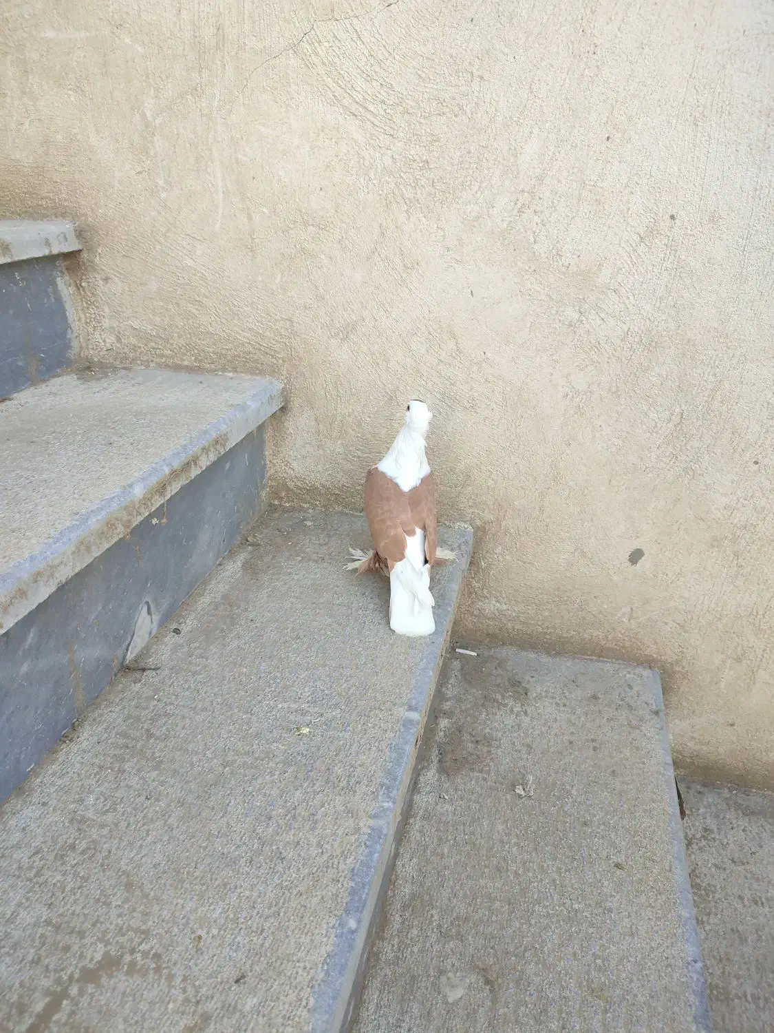 کبوتر|پرنده|تبریز, |دیوار