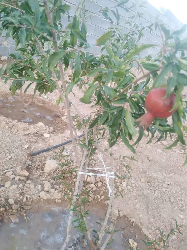تصویر 16