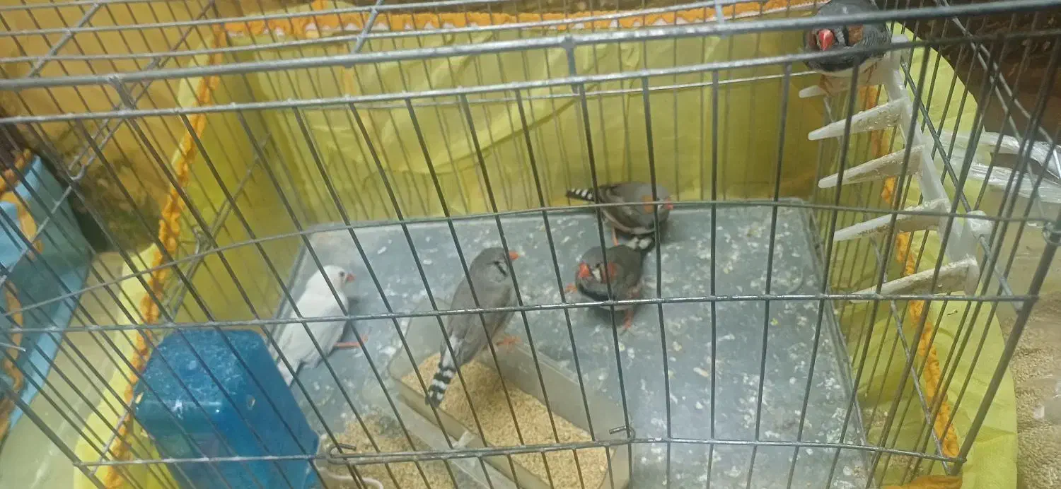 فنچ|پرنده|ورامین, جعفر آباد اخوان|دیوار