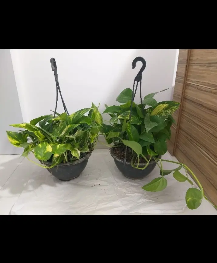 گل طبیعی|گل و گیاه طبیعی|ساوه, |دیوار