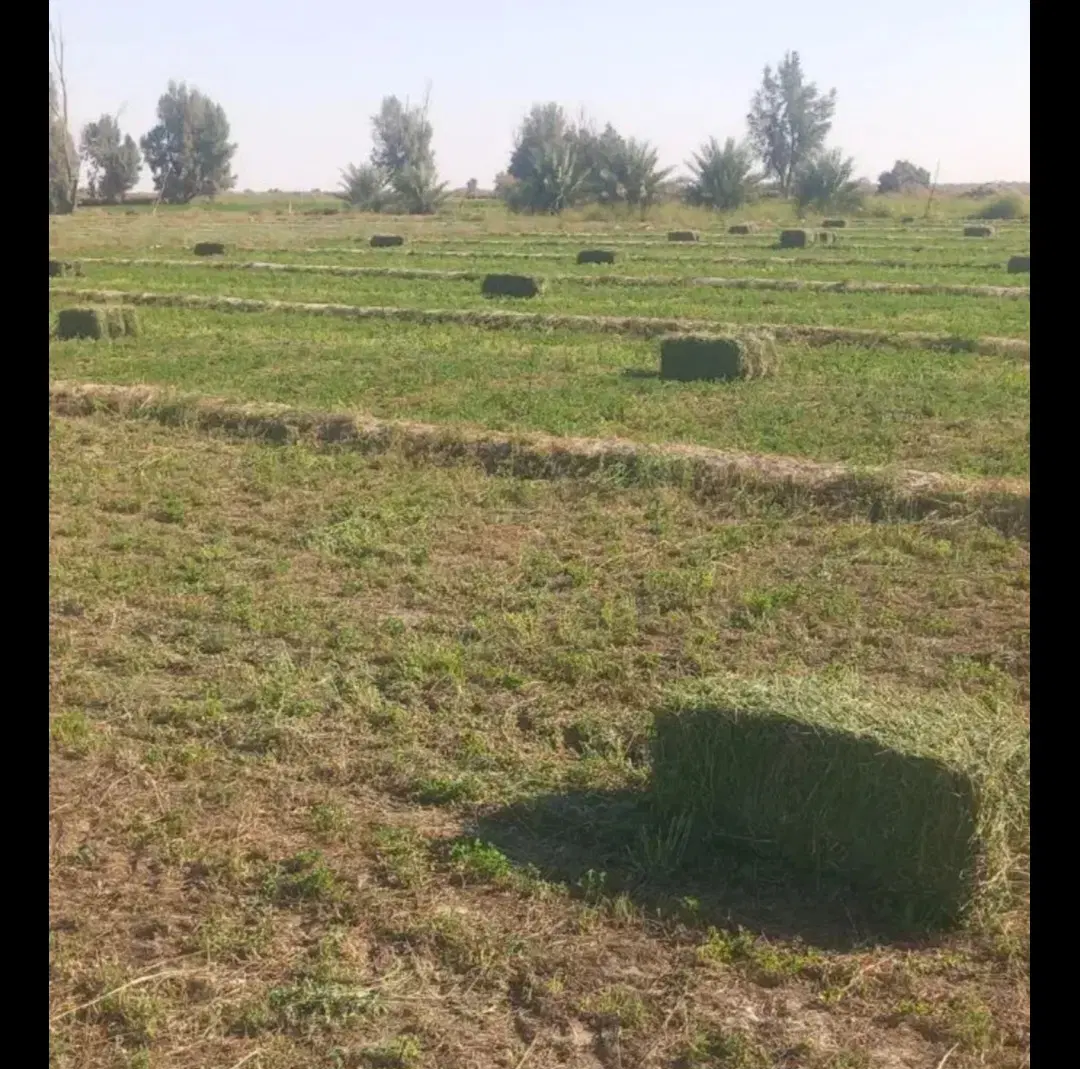 یونجه|عمده‌فروشی|قلعه گنج, |دیوار