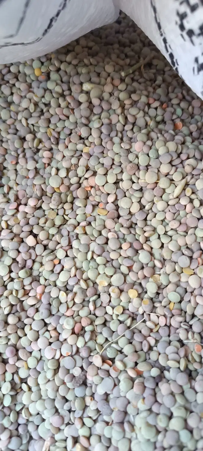 عدس|خوردنی و آشامیدنی|خلخال, |دیوار