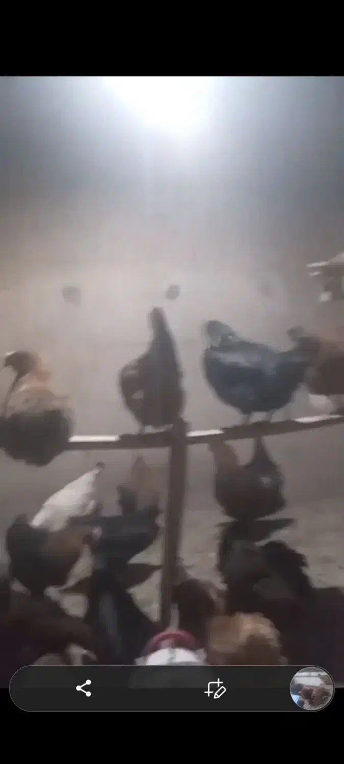 مرغ محلی|حیوانات مزرعه|ایواوغلی, |دیوار