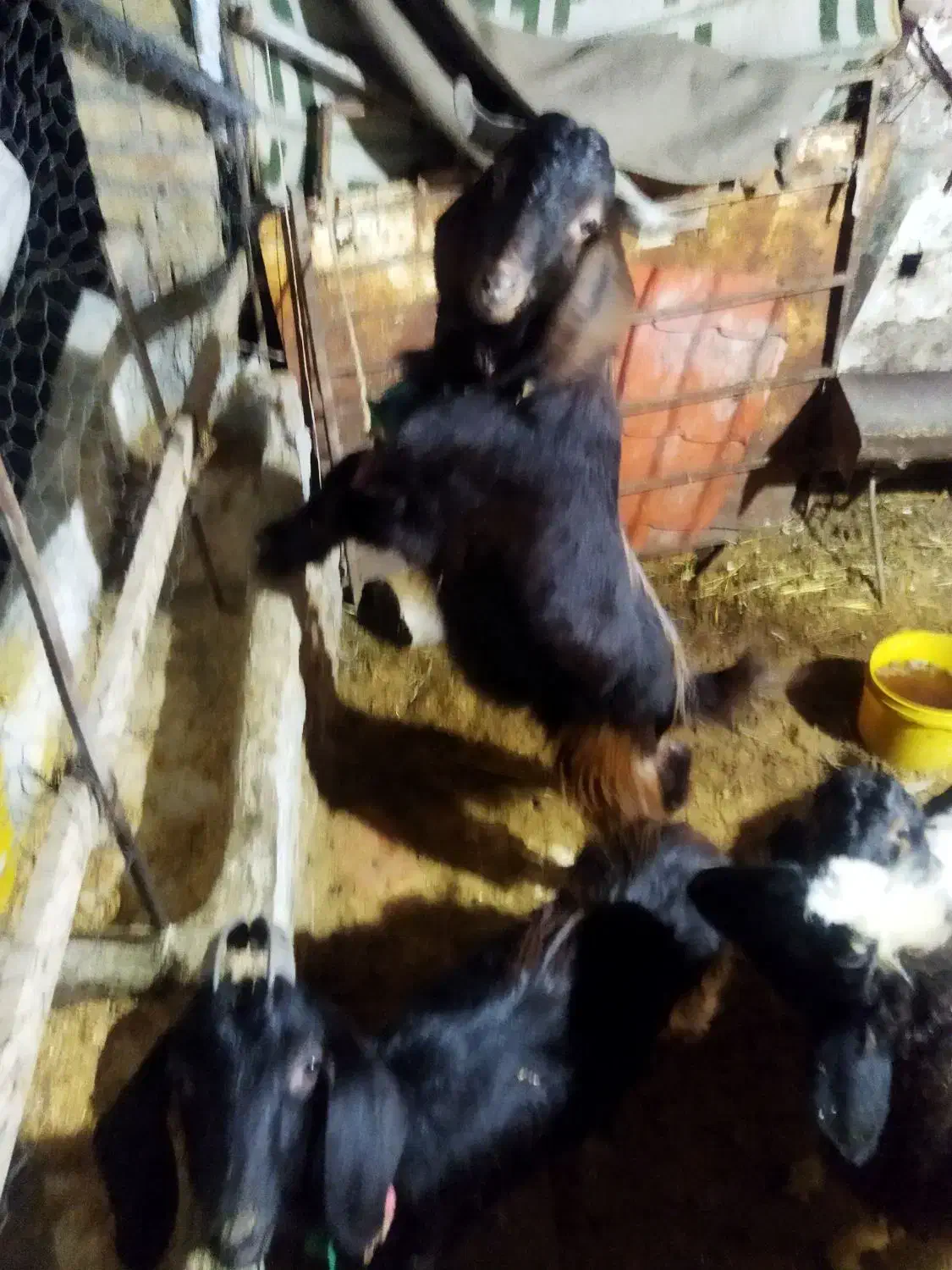 بز.|حیوانات مزرعه|مینودشت, |دیوار