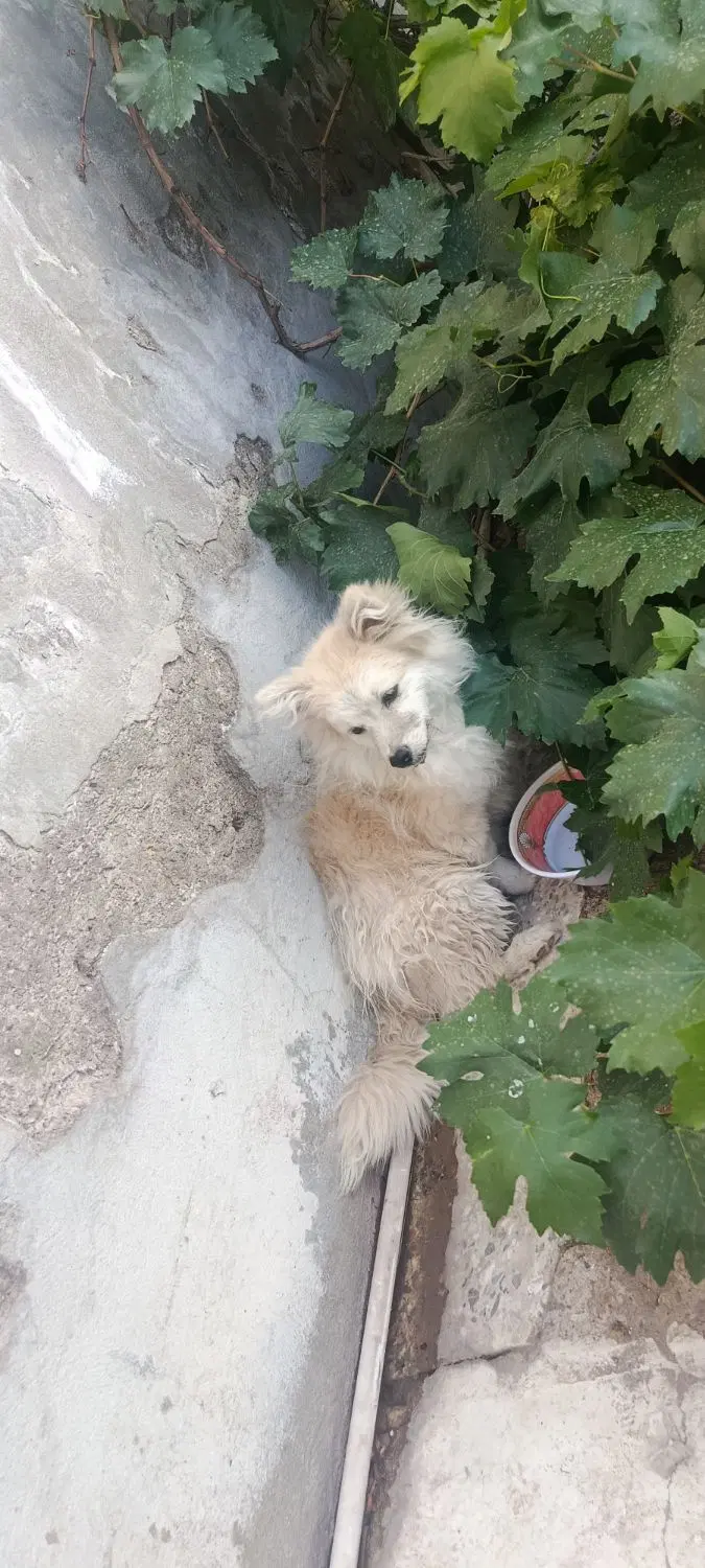 سگ پامر|سگ|سیرجان, |دیوار