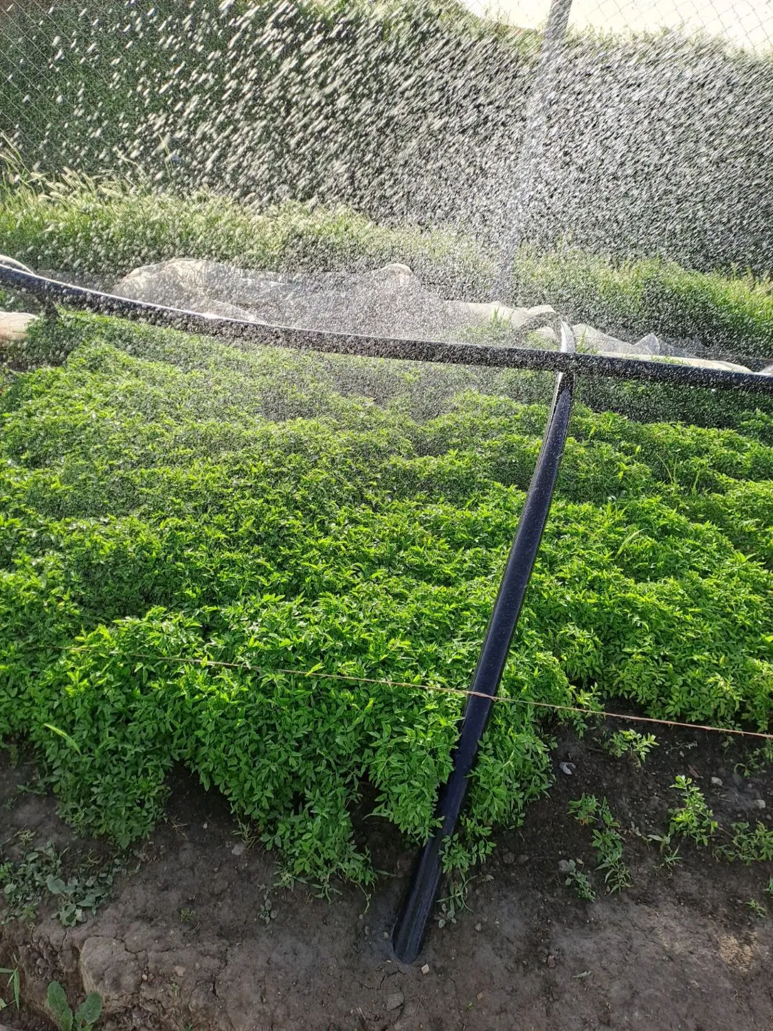 نشا گوجه|خدمات باغبانی و درختکاری|کوزران, |دیوار