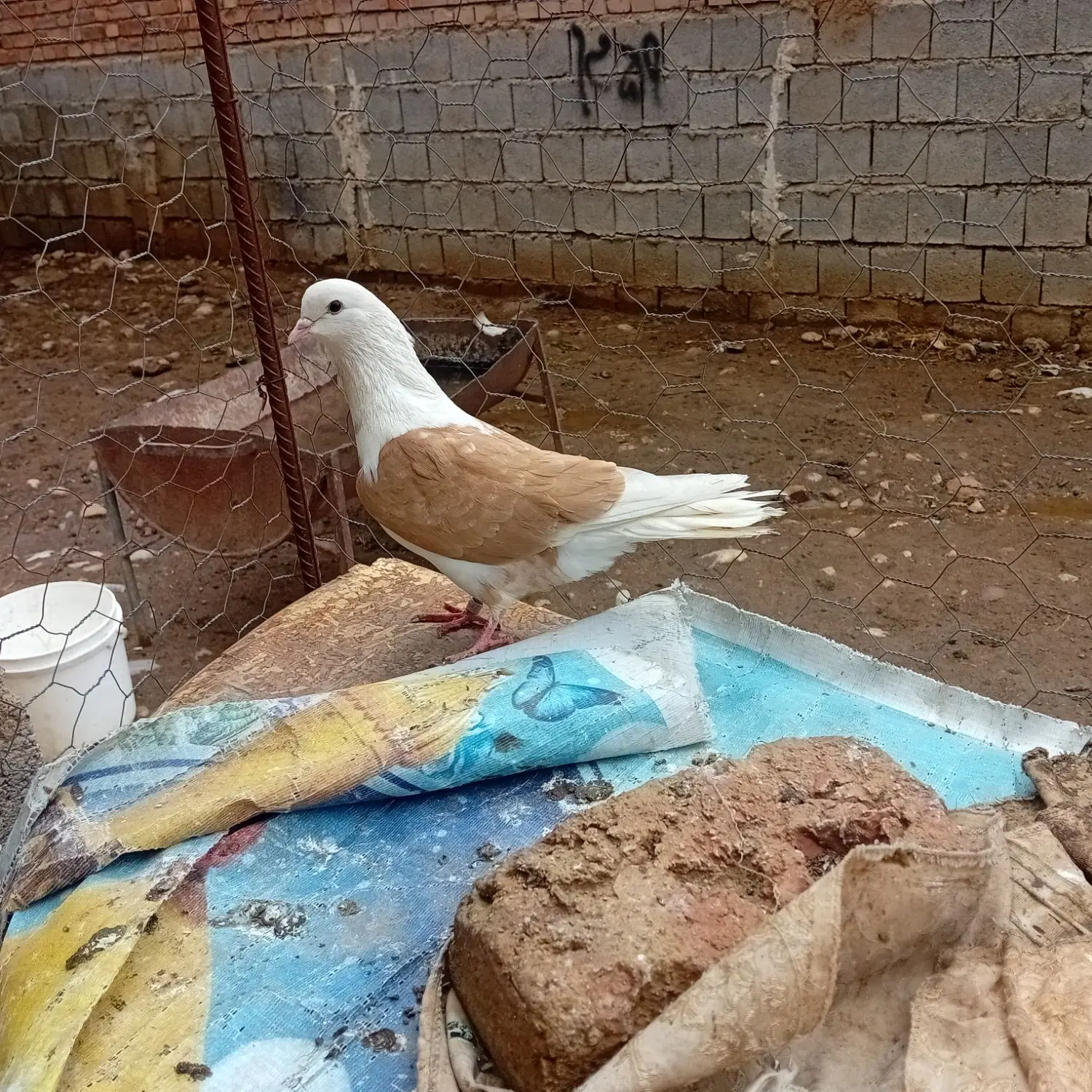 کفتر|پرنده|شاهین دژ, |دیوار