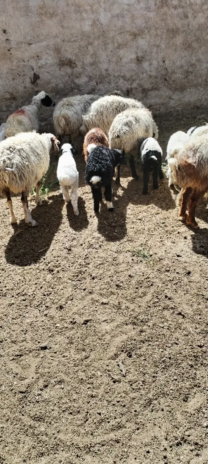 میش|حیوانات مزرعه|اقلید, |دیوار