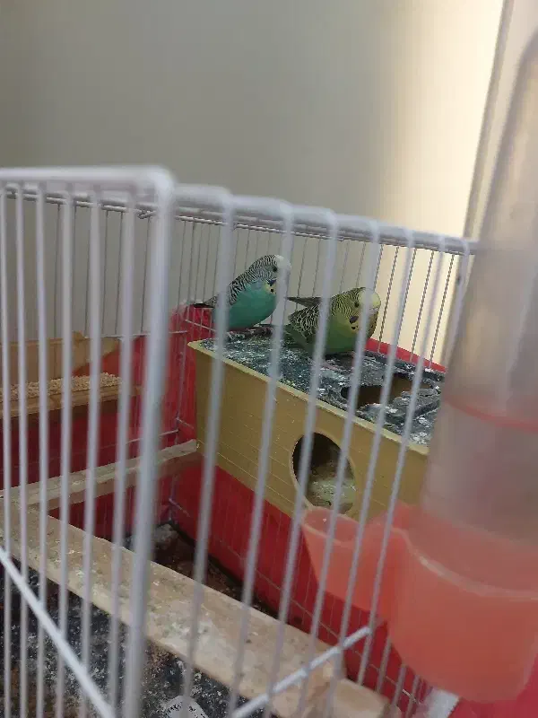 مرغ عشق|پرنده|مشهد, کوشش|دیوار