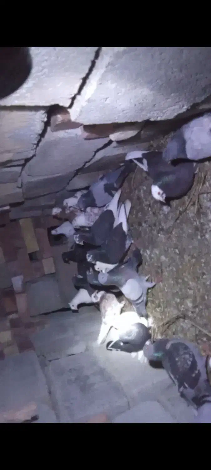 1500000|حیوانات مزرعه|کهنوج, |دیوار