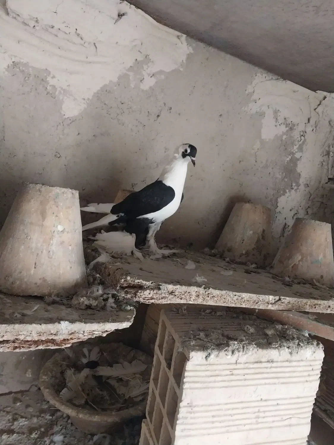 کبوتر|پرنده|تبریز, |دیوار