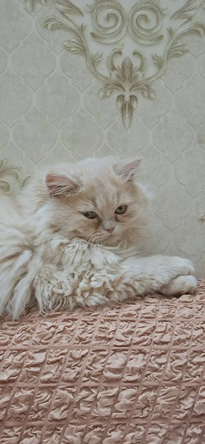 گربه|گربه|قزوین, |دیوار