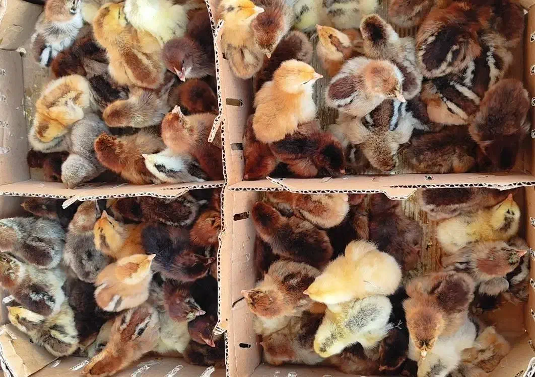 پخش عمده انواع جوجه مرغ و اردک|حیوانات مزرعه|تهران, دروازه شمیران|دیوار