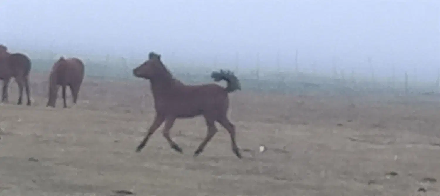 اسب|اسب و تجهیزات اسب‌سواری|نمین, |دیوار