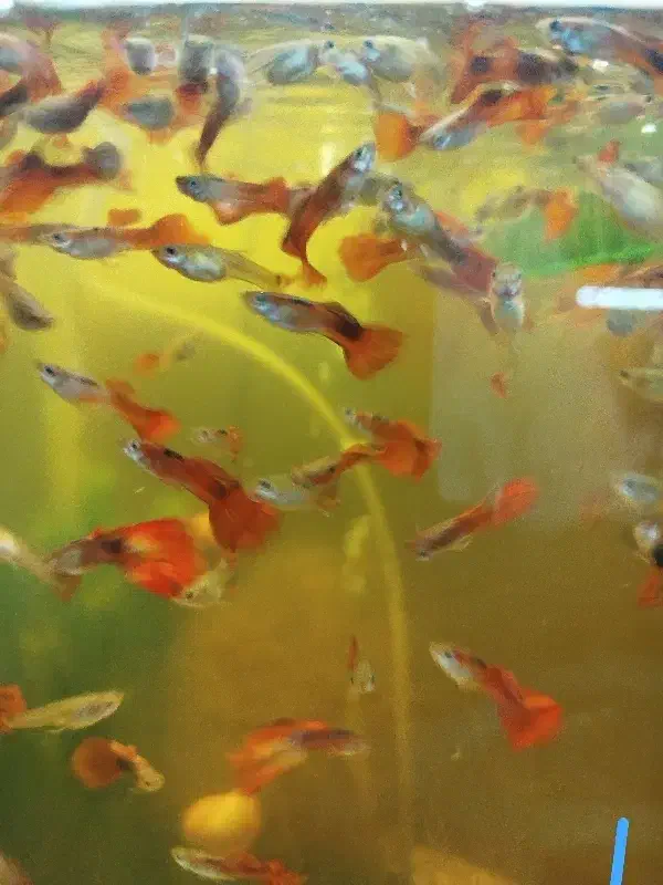 عرضه ماهی گوپی وحلزون سیب و گیاه خز کریسمس|ماهی|شیراز, شهرک مهدیه|دیوار